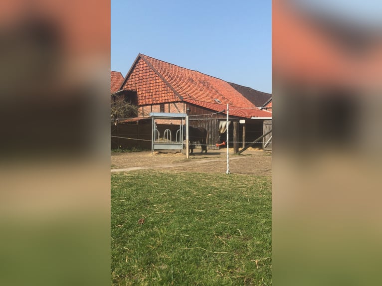 Offenstall für Rentnerpferd