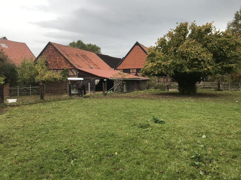 Offenstall für Rentnerpferd