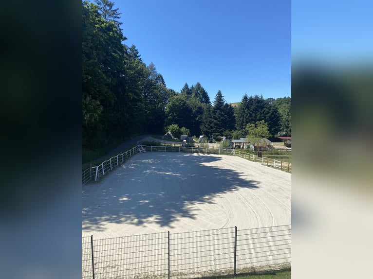 Offenstall hat einen freien Platz 