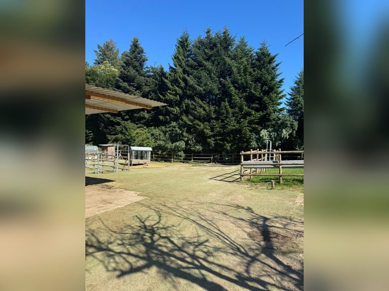 Offenstall hat einen freien Platz 