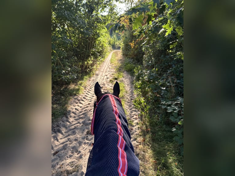 Offenstall in Hünxe/ Drevenack