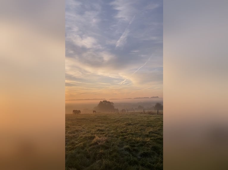 Offenstall in wunderschöner Umgebung 