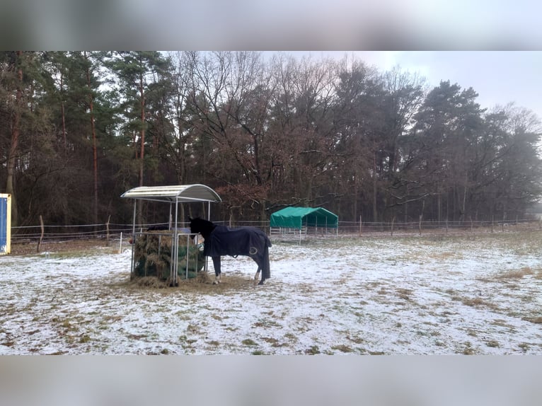 Offenstall, Offenstallplatz für Stuten