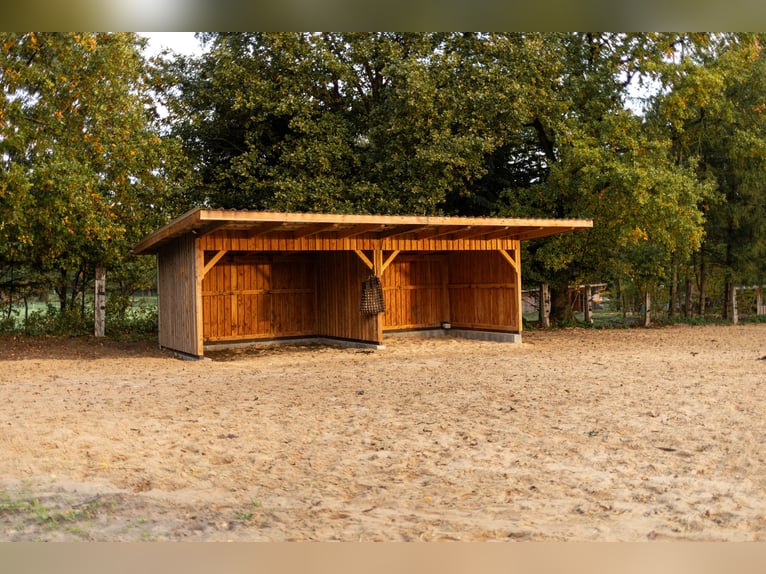 Offenstall/ Paddocktrail