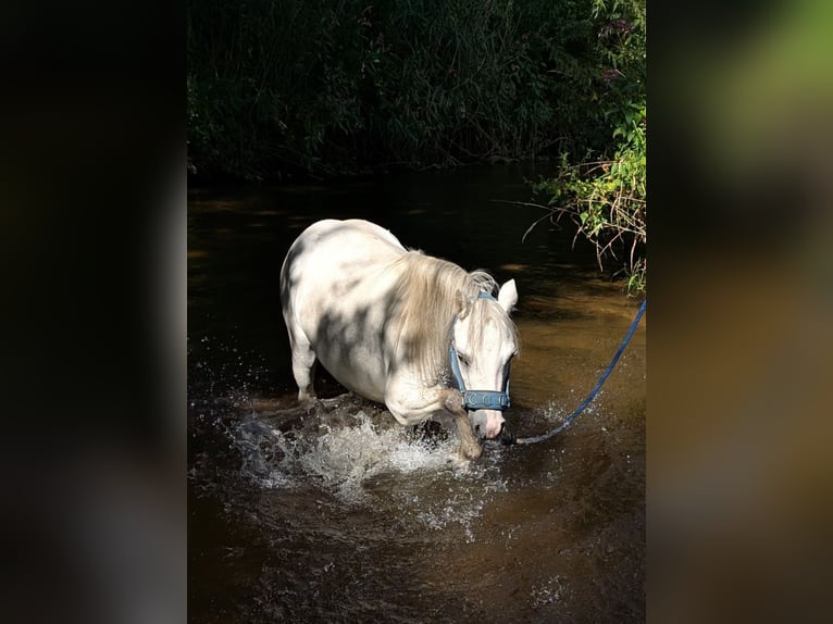 Offenstall/ Paddocktrail