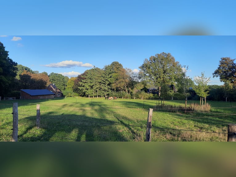 Offenstall/ Paddocktrail