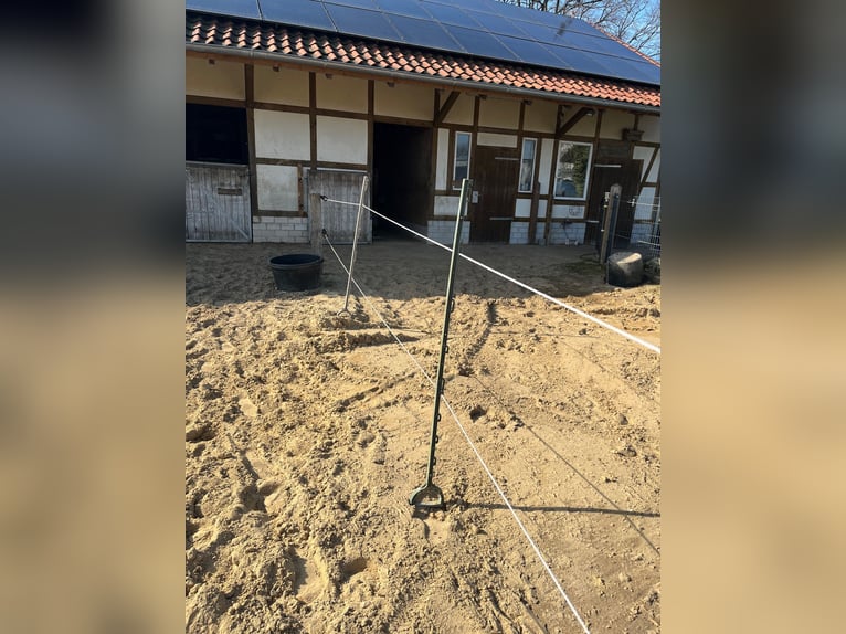 Offenstall Platz für eine Stute