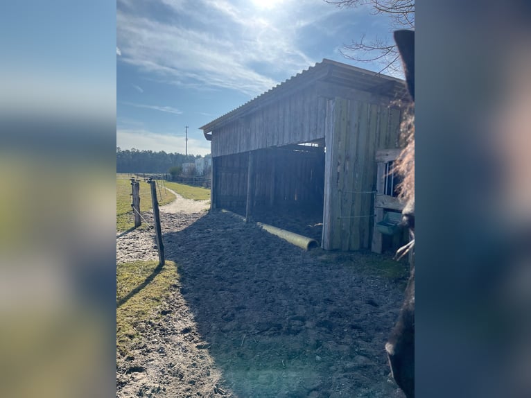 Offenstall Platz für eine Stute