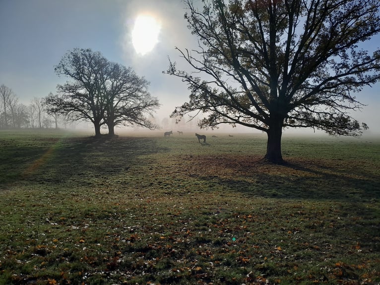 Offenstallpatz für 1-2 Pferde frei
