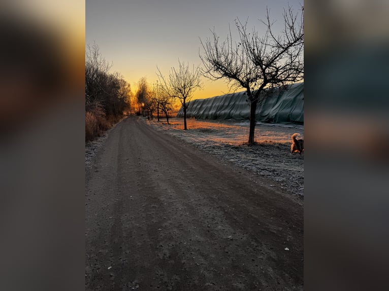 Offenstallplätze frei 