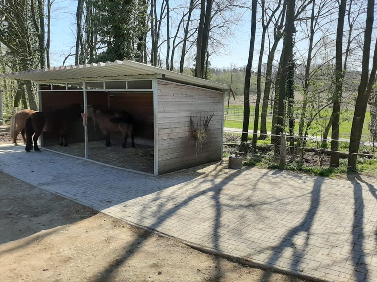 Offenstallplätze für Pferde frei, Belm bei Osnabrück