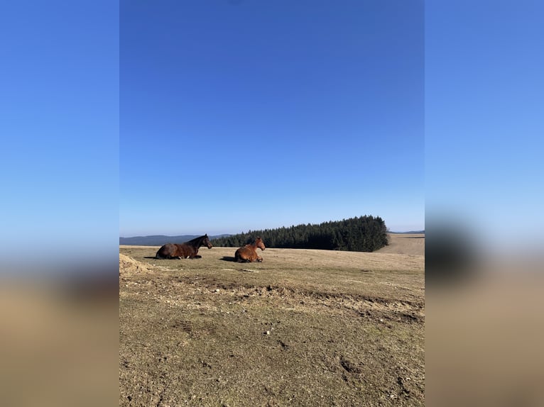 Offenstallplätze für Wallache frei 