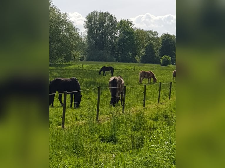 Offenstallplätze /  Ganzjahresplätze in gemischter Herde 