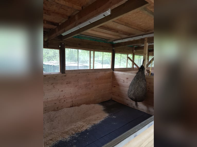 Offenstallplätze /  Ganzjahresplätze in gemischter Herde 