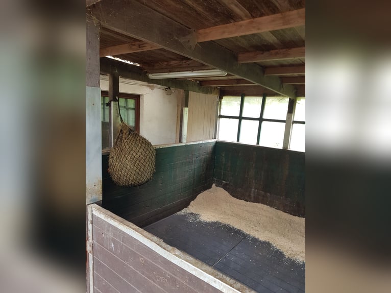 Offenstallplätze /  Ganzjahresplätze in gemischter Herde 
