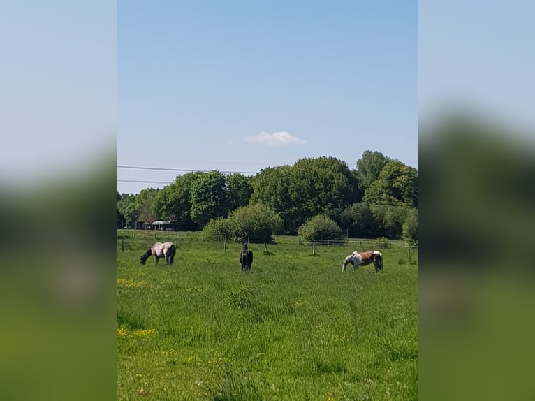 Offenstallplätze /  Ganzjahresplätze in gemischter Herde 
