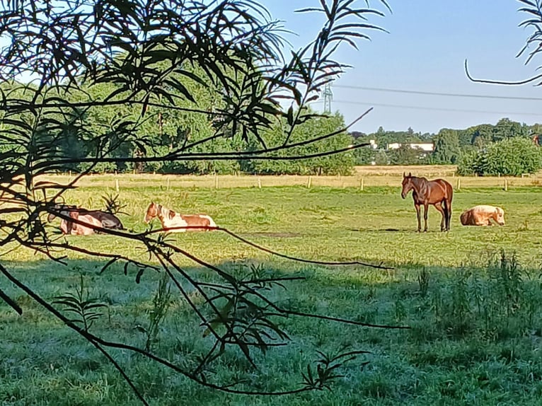 Offenstallplätze /  Ganzjahresplätze in gemischter Herde 