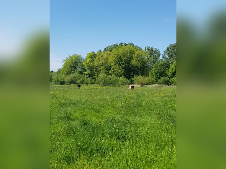 Offenstallplätze /  Ganzjahresplätze in gemischter Herde 