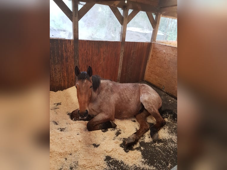 Offenstallplätze /  Ganzjahresplätze in gemischter Herde 