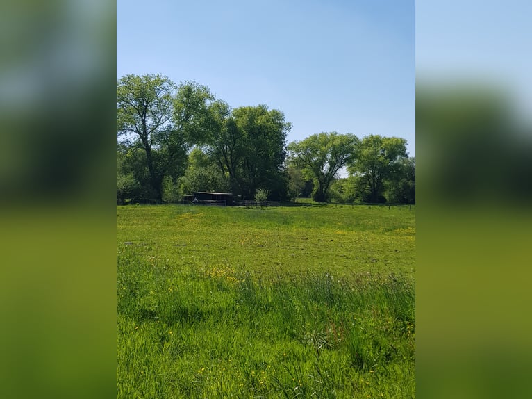 Offenstallplätze /  Ganzjahresplätze in gemischter Herde 