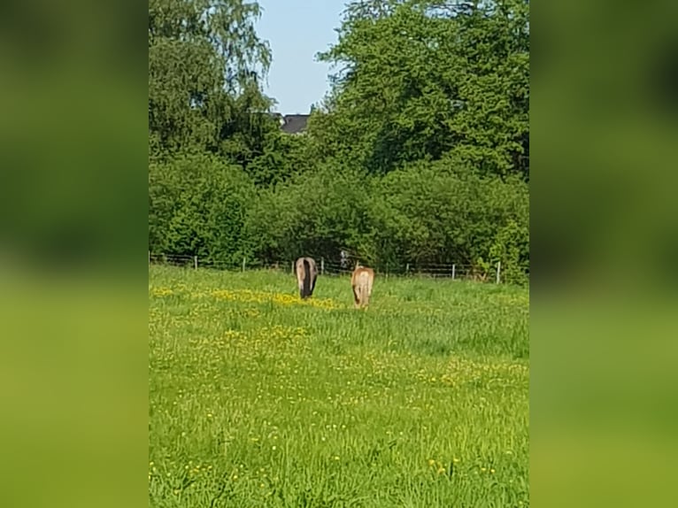 Offenstallplätze /  Ganzjahresplätze in gemischter Herde 