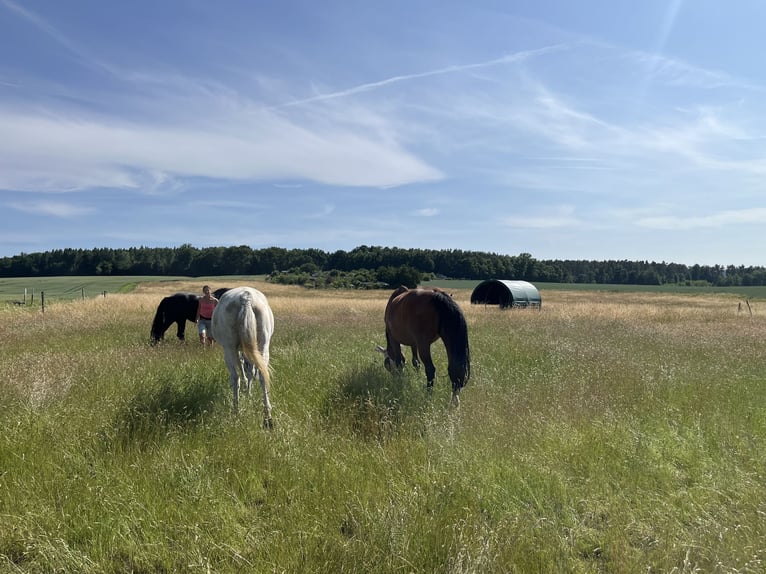 Offenstallplätze Wallache