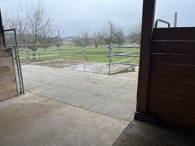 Offenstallplatz 6283 Baldegg für 4-6 Pferde.