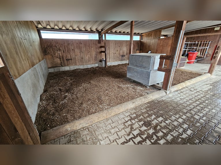 Offenstallplatz ab sofort verfügbar