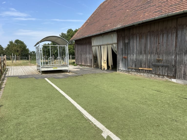 Offenstallplatz 