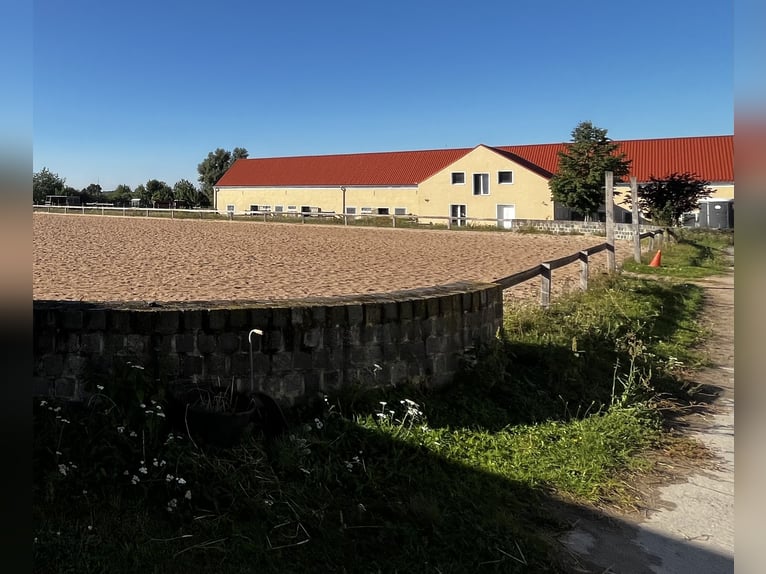 Offenstallplatz frei in 14532 für Stute und Wallach 