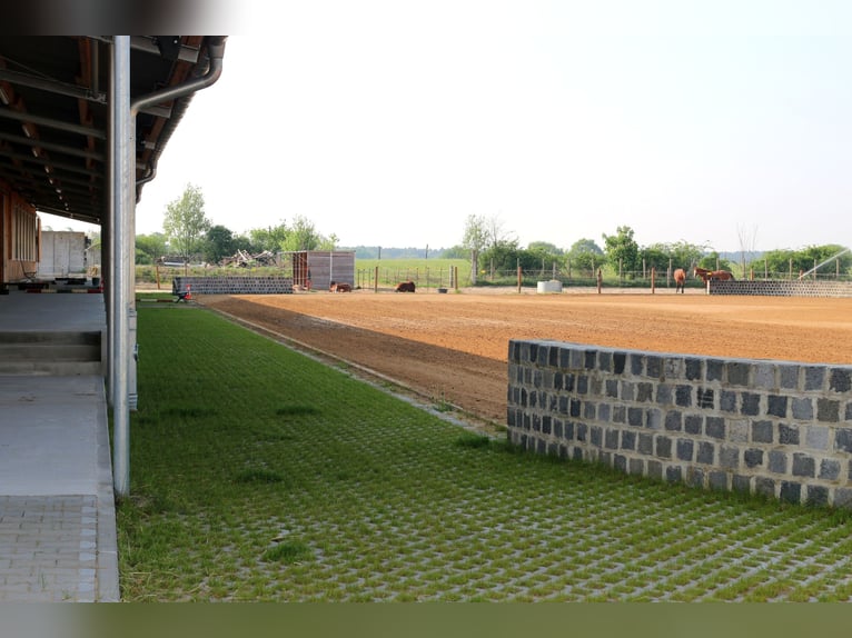 Offenstallplatz frei in 14532 für Stute und Wallach 