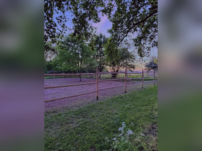 Offenstallplatz für ein Pferd frei 