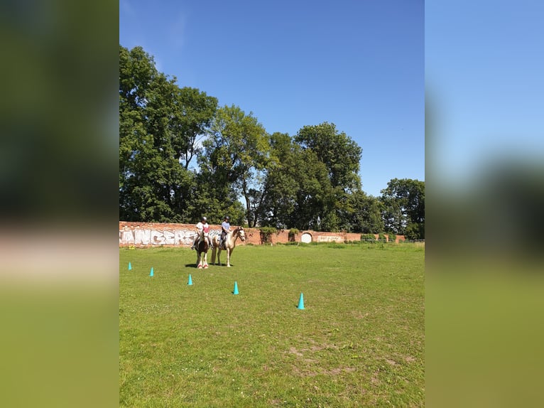 Offenstallplatz für Kleinpferd/Pony Wallach oder Stute
