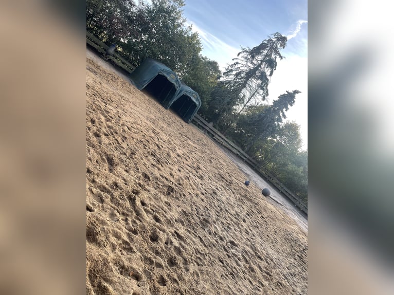 Offenstallplatz für Shetty in Vollpension 