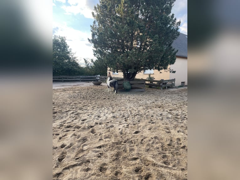 Offenstallplatz für Shetty in Vollpension 