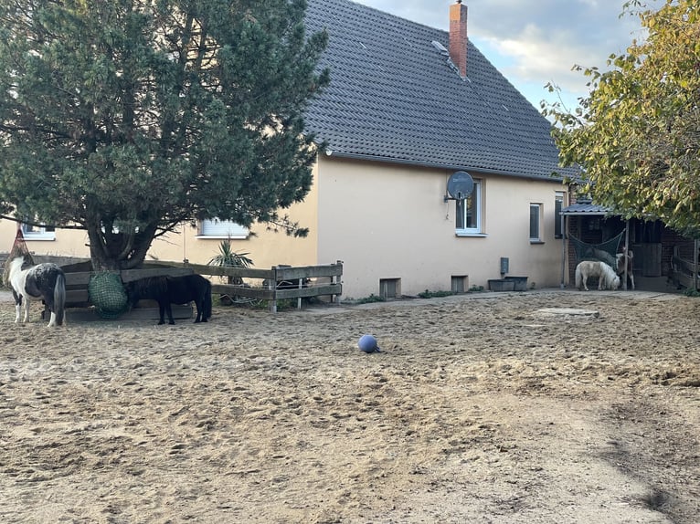 Offenstallplatz für Shetty in Vollpension 