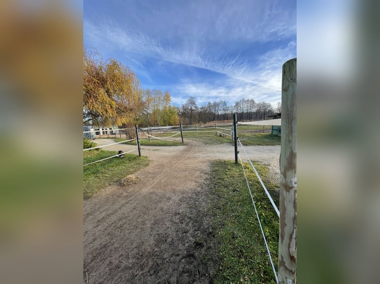 Offenstallplatz für Stute (bis 1.60m)