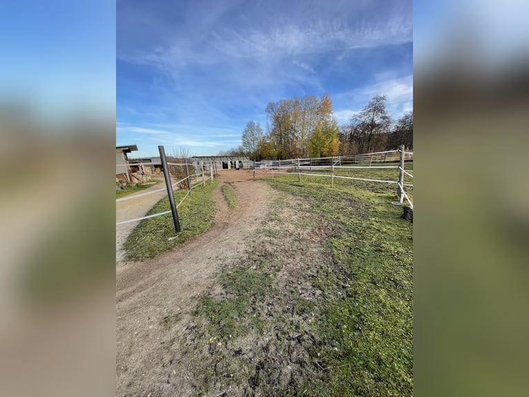 Offenstallplatz für Stute (bis 1.60m)