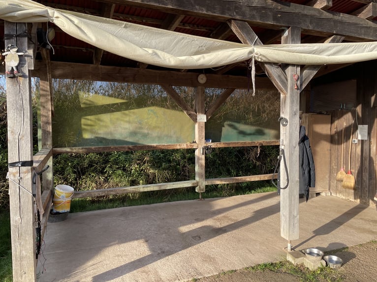 Offenstallplatz für Stute (bis 1.60m)