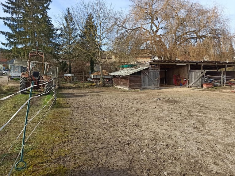 Offenstallplatz für Stute