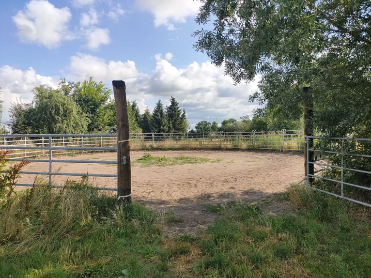 Offenstallplatz für Wallache in Mietgendorf