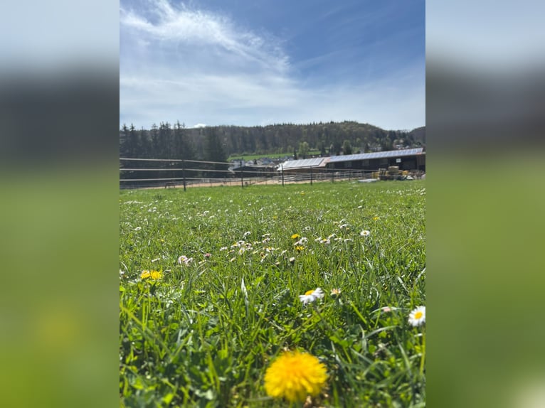 Offenstallplatz für zwei Wallache frei - artgerecht Pferdehaltung
