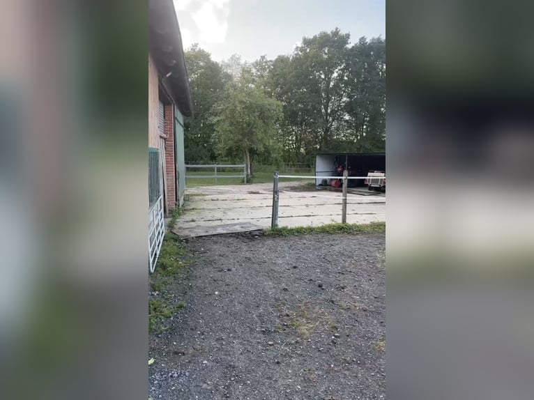 Offenstallplatz in Drensteinfurt 