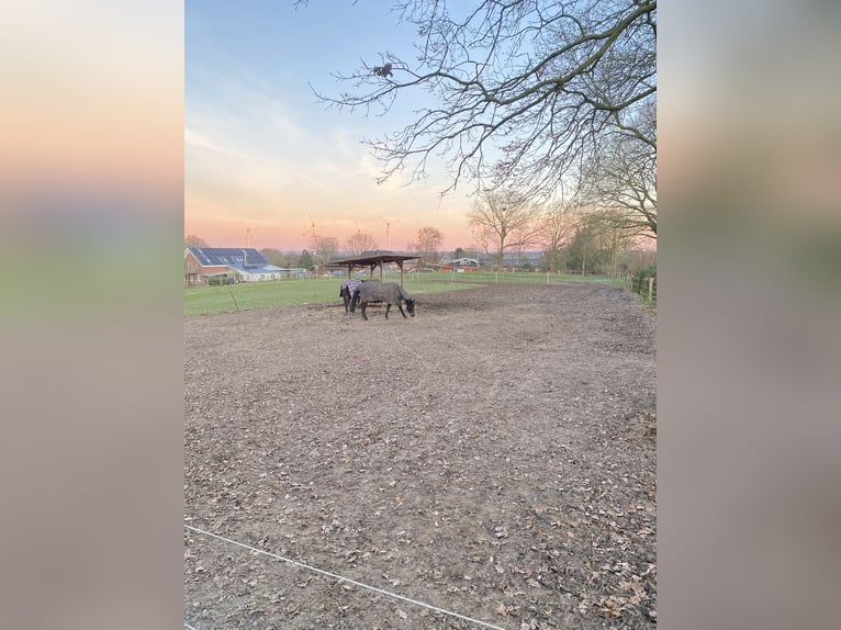 Offenstallplatz in kleiner Herde