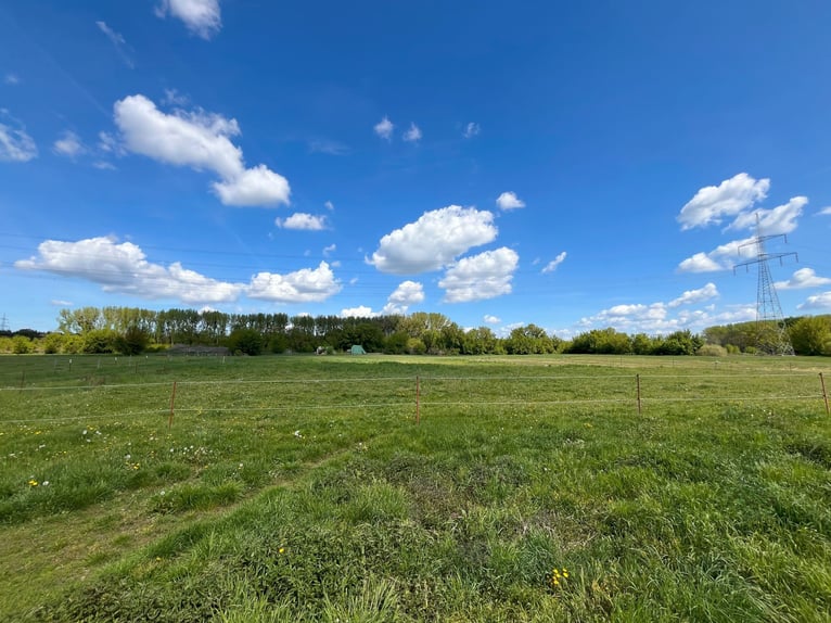 Offenstallplatz in Wallach-WG
