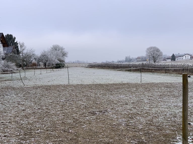 Offenstallplatz mit Herz 