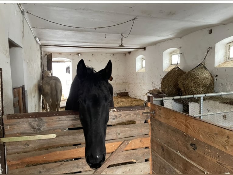 Offenstallplatz Stute