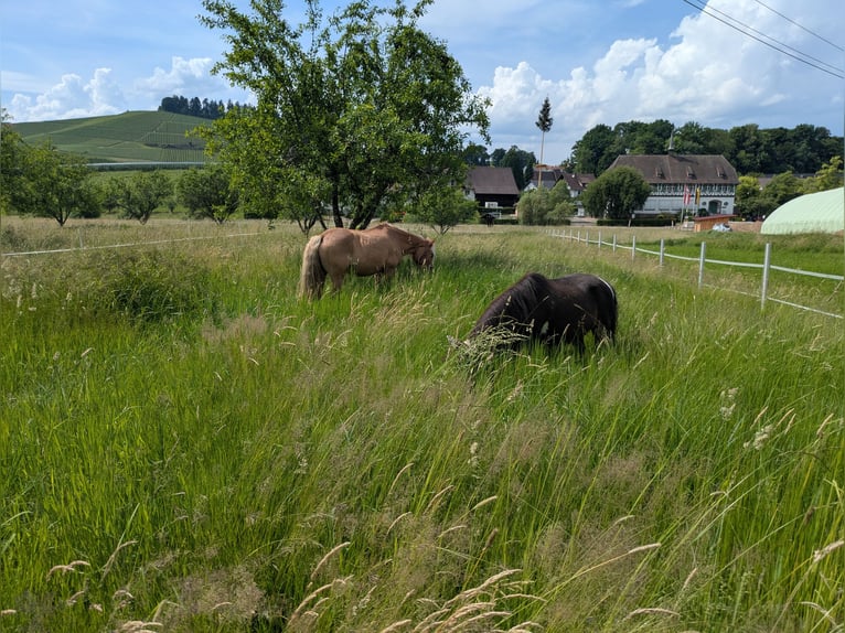 Offenstallplatz/Paddockbox mit viel Auslauf
