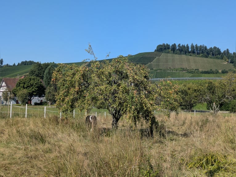 Offenstallplatz/Paddockbox mit viel Auslauf