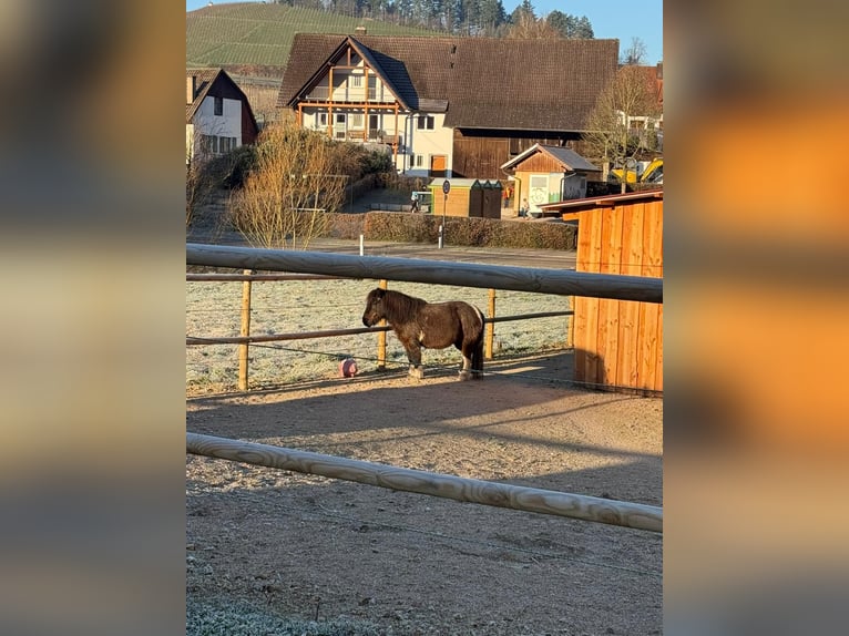 Offenstallplatz/Paddockbox mit viel Auslauf